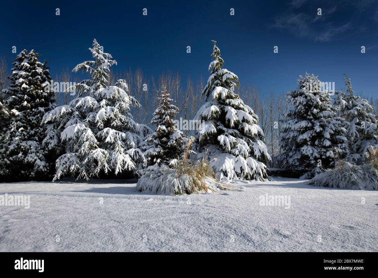 Snow covered trees with blue sky on a sunny day Stock Photo