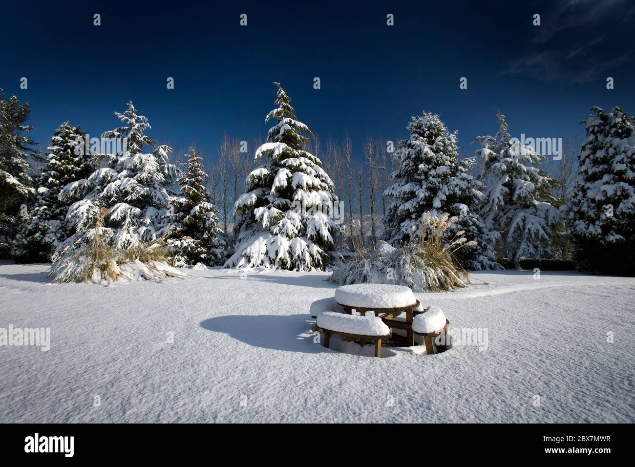 Snow covered trees with picnic table and blue sky on a sunny day Stock Photo