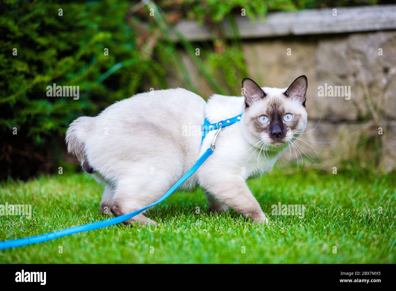 Cute Funny Young Cat Of The Mekong Bobtail Breed Walks Merrily On A Green Juicy Meadow A Cat From The Siamese Family With No Tail And Blue Eyes Sits Stock Photo