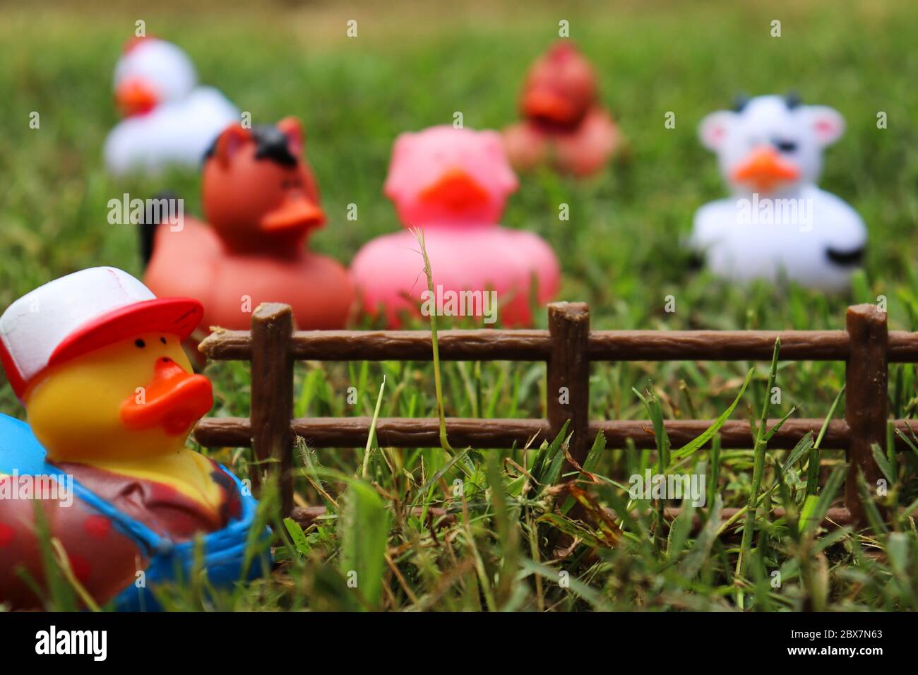 Farm animal rubber ducks and a farmer with a fence Stock Photo