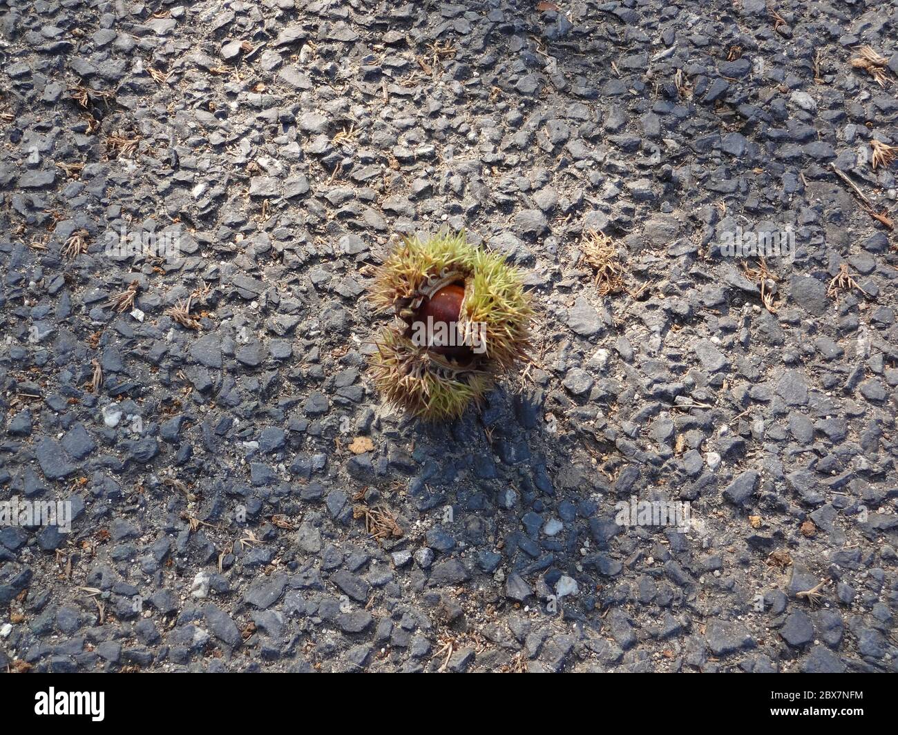 A ripe chestnut falling on the road in morning Stock Photo