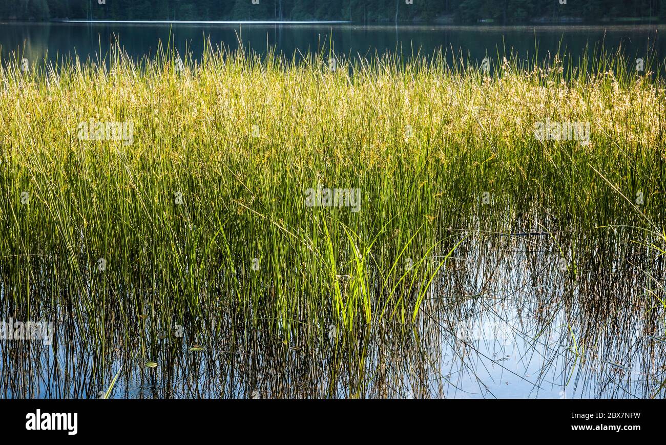 Reeds growing on the edge of a lake creating a complex pattern of lines in the reflective water. Stock Photo