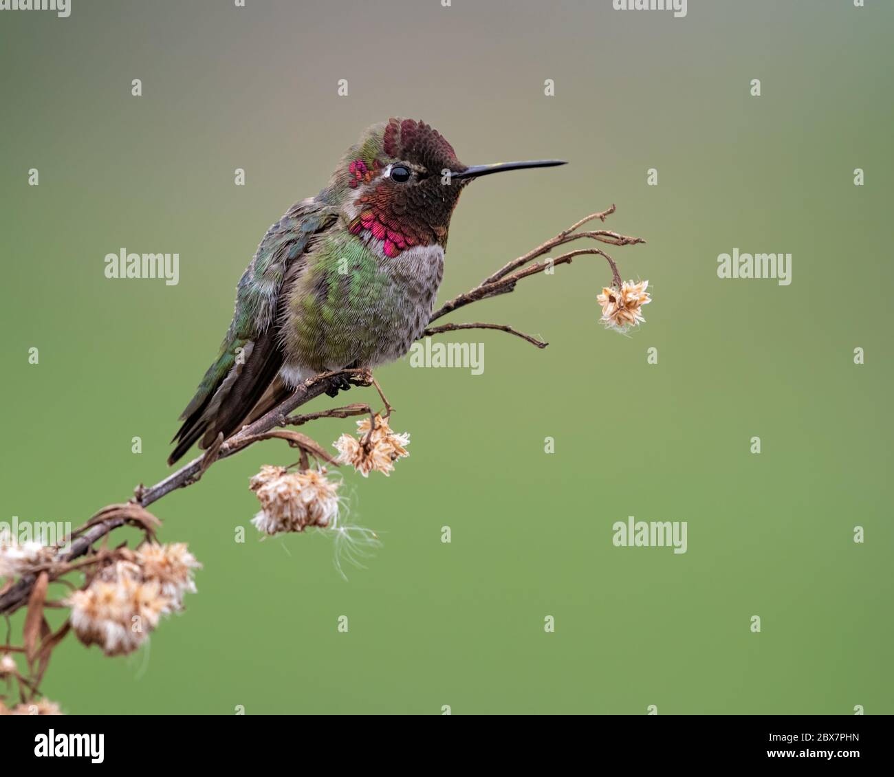 A male Anna's Hummingbird guards his territory from a perch. These birds will fly several hundred feet into the air and dive in breathtaking displays. Stock Photo