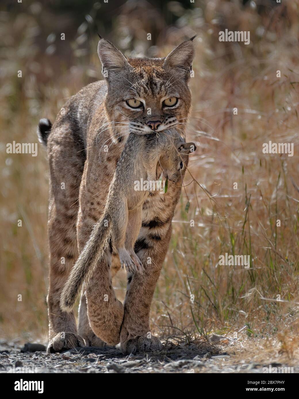 A Bobcat delivers the killing bite to a California Ground Squirrel before carrying the prey to her kittens. Stock Photo