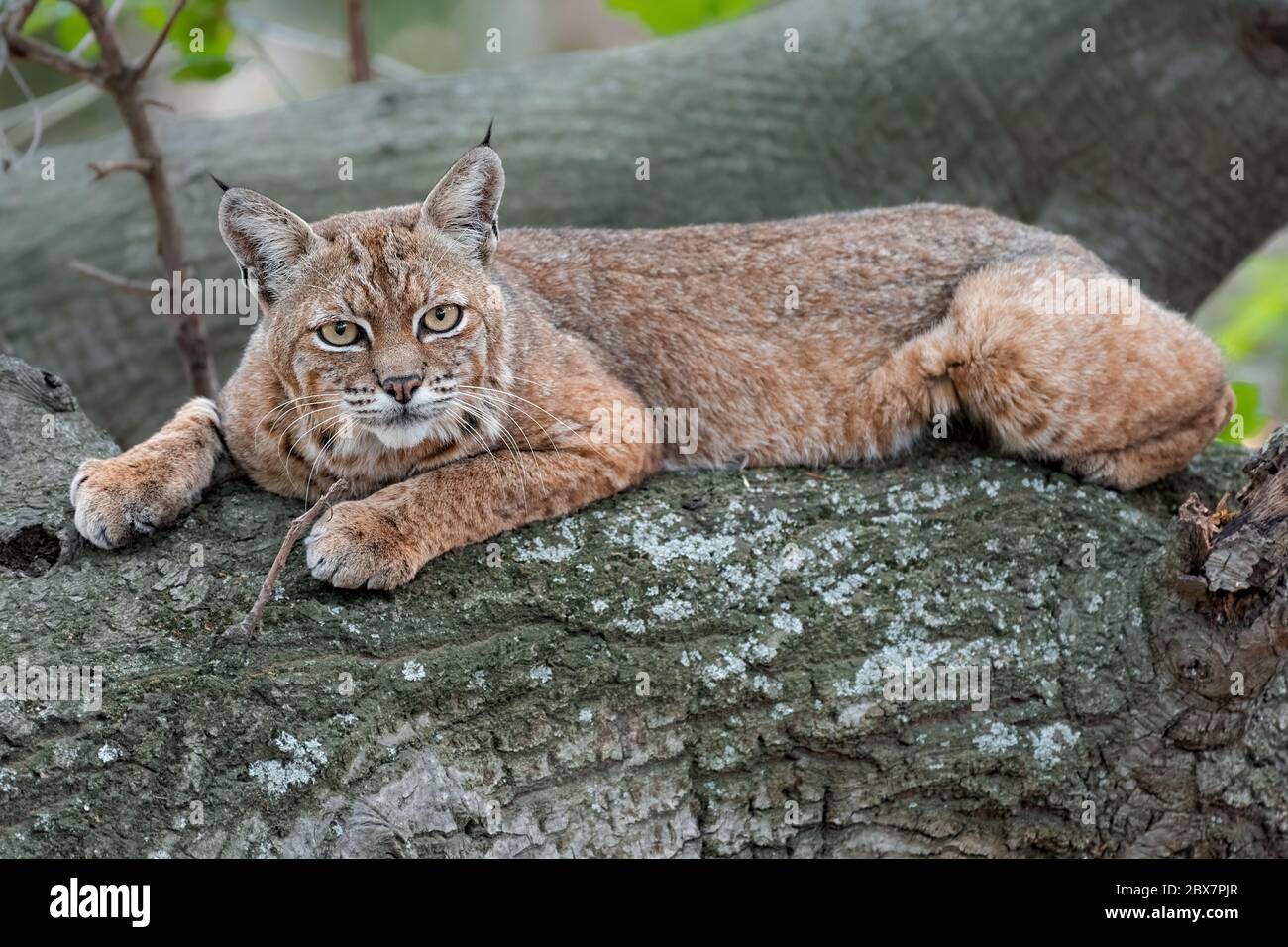 A female Bobcat rests on an oak tree before beginning a hunt for her kittens. This particular cat has a beautiful orange color. Stock Photo