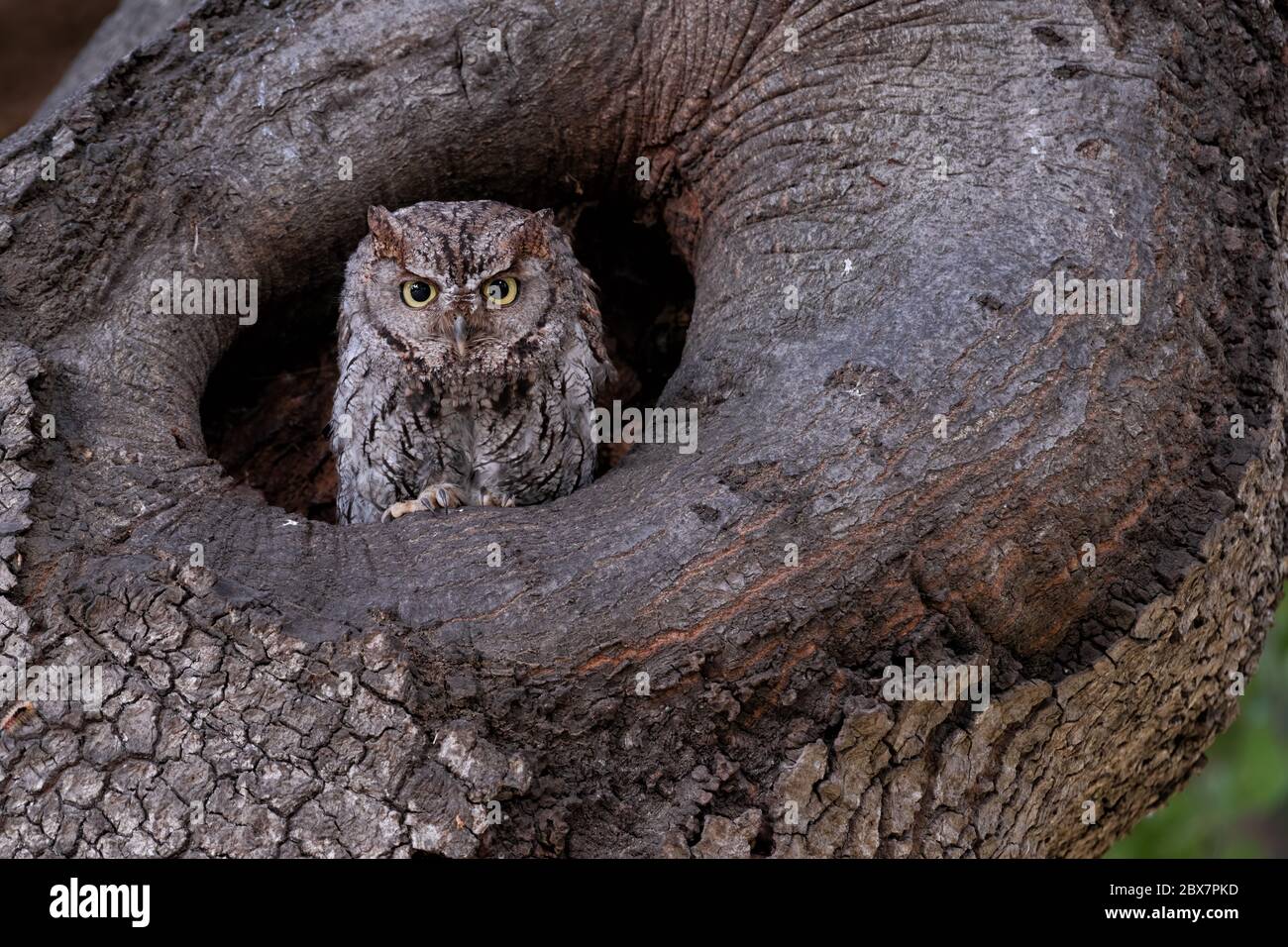 A Western Screech Owl peers out of an oak cavity before heading out for a nocturnal hunt. Stock Photo