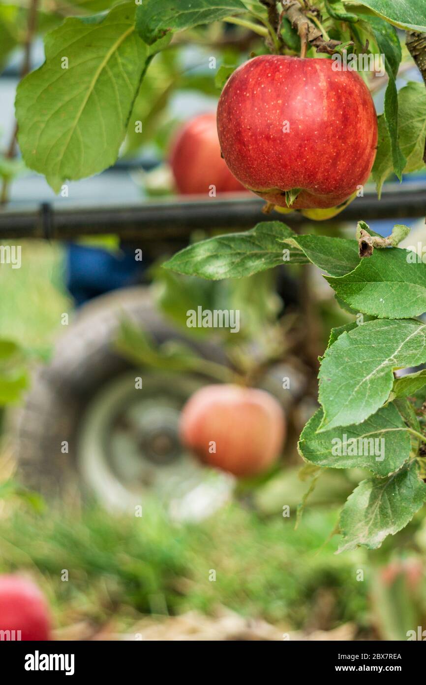 Royal gala apple tree hires stock photography and images Alamy