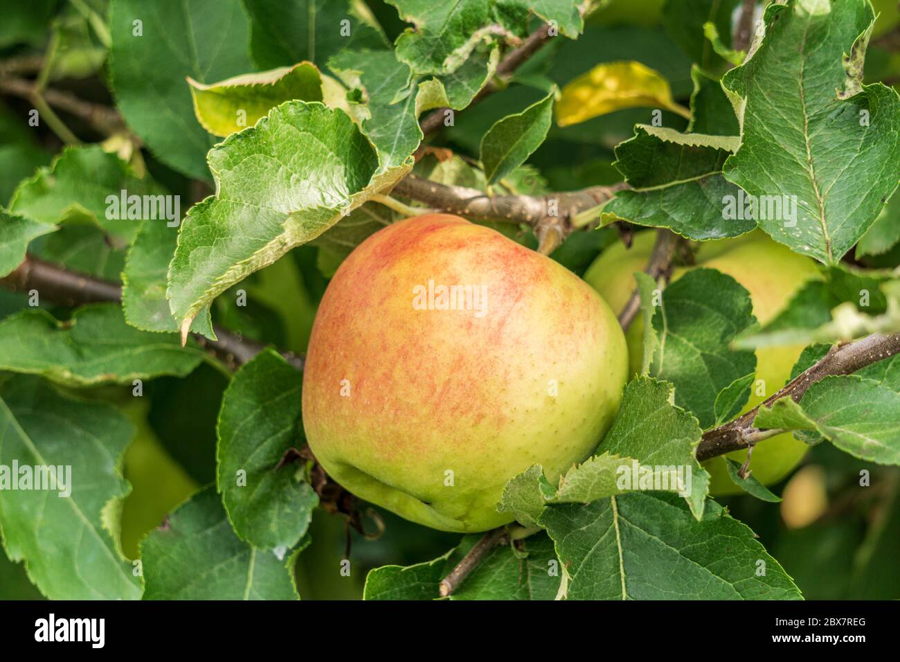 Jonagold apples tree hires stock photography and images Alamy