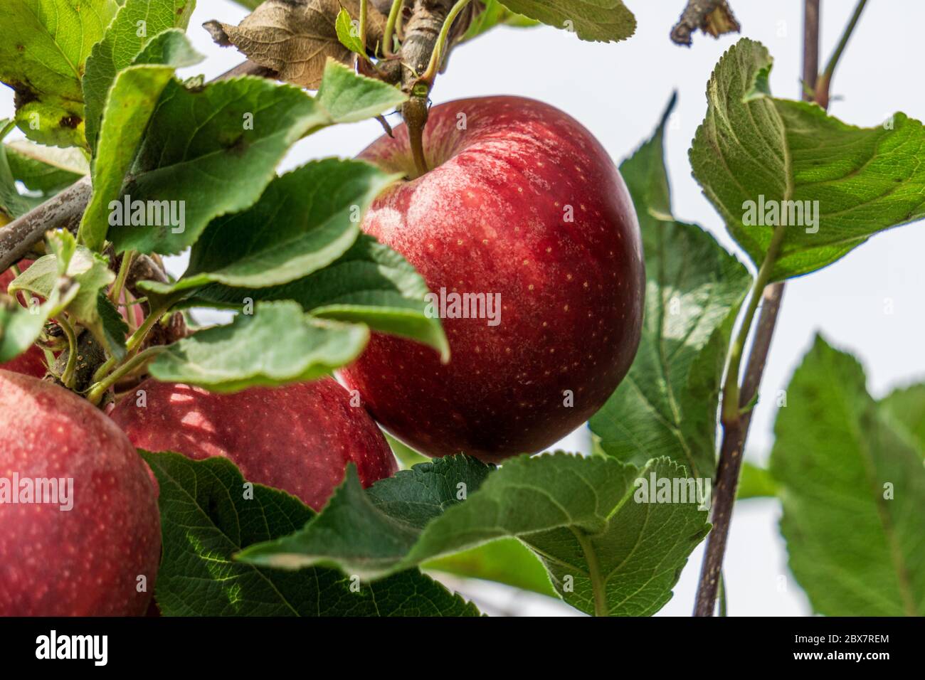 royal gala apples on the tree branch in autumn farm closeup. Stock Photo