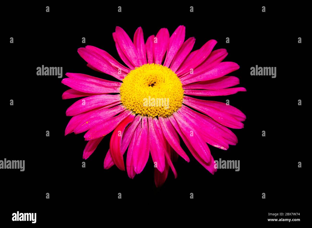 Pink daisy on black background. Stock Photo