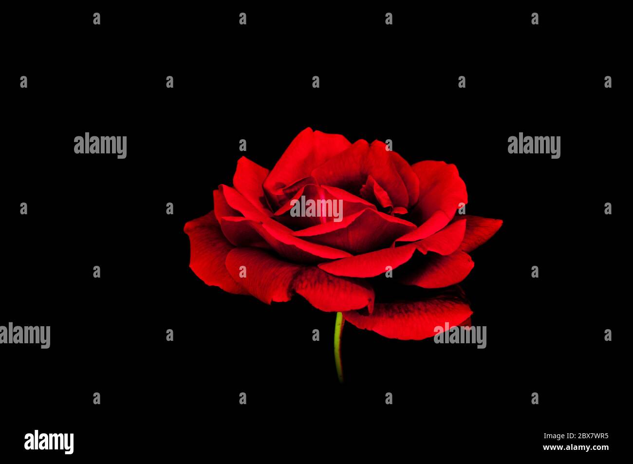 Soft red rose on black background Stock Photo - Alamy