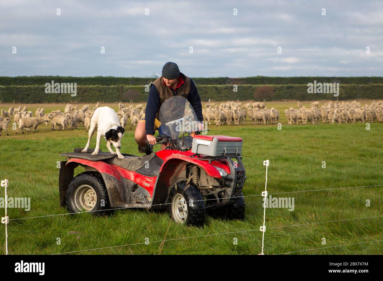 Darfield, Canterbury, New Zealand, May 28 2020: A farmer and his sheep dog shift break fencing for sheep using a quad bike to get around the farm on Stock Photo