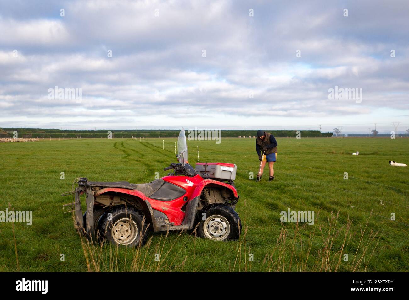 Darfield, Canterbury, New Zealand, May 28 2020: A farmer and his sheep dog shift break fencing for sheep using a quad bike to get around the farm on Stock Photo