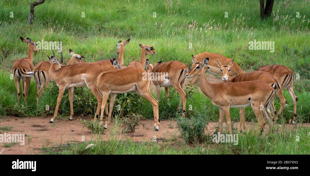 Panorama of impalas in Serengeti National Park in Tanzania Stock Photo