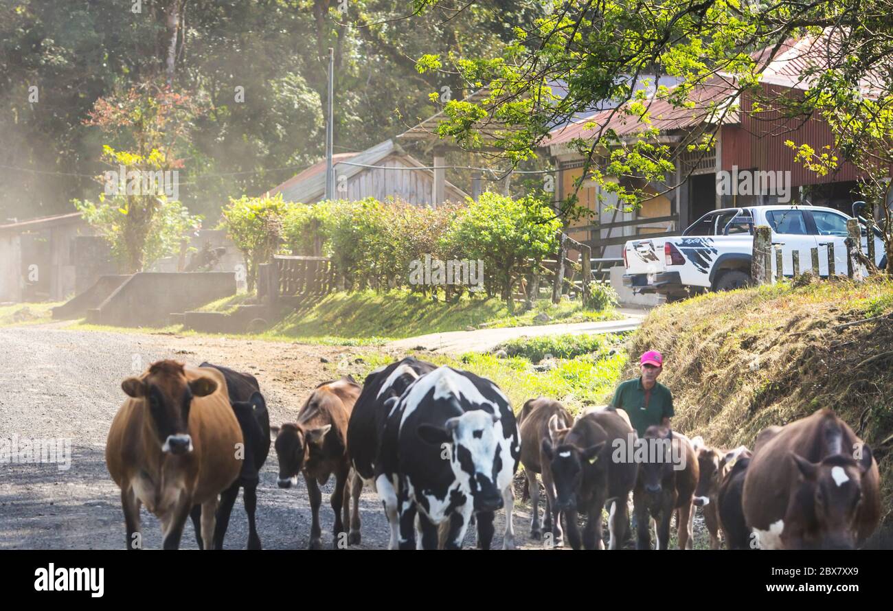 farmer herding cows on road, Costa Rica Stock Photo