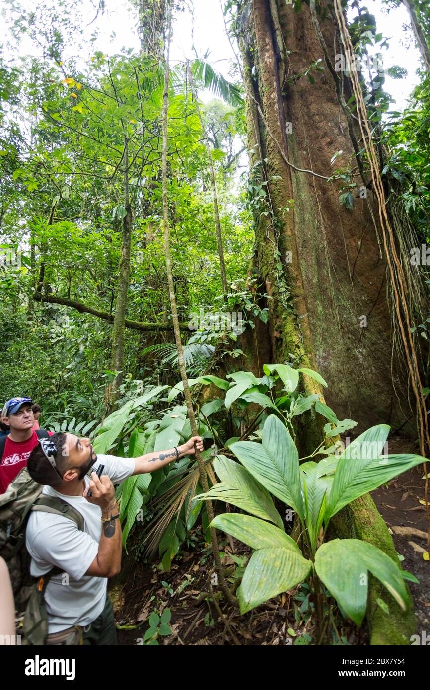 Alan, tour guide with Swiss Travel looking for wildlife in tree communicates with hikers in Sensoria, tropical rainforest reserve, Rincon de la Vieja, Stock Photo