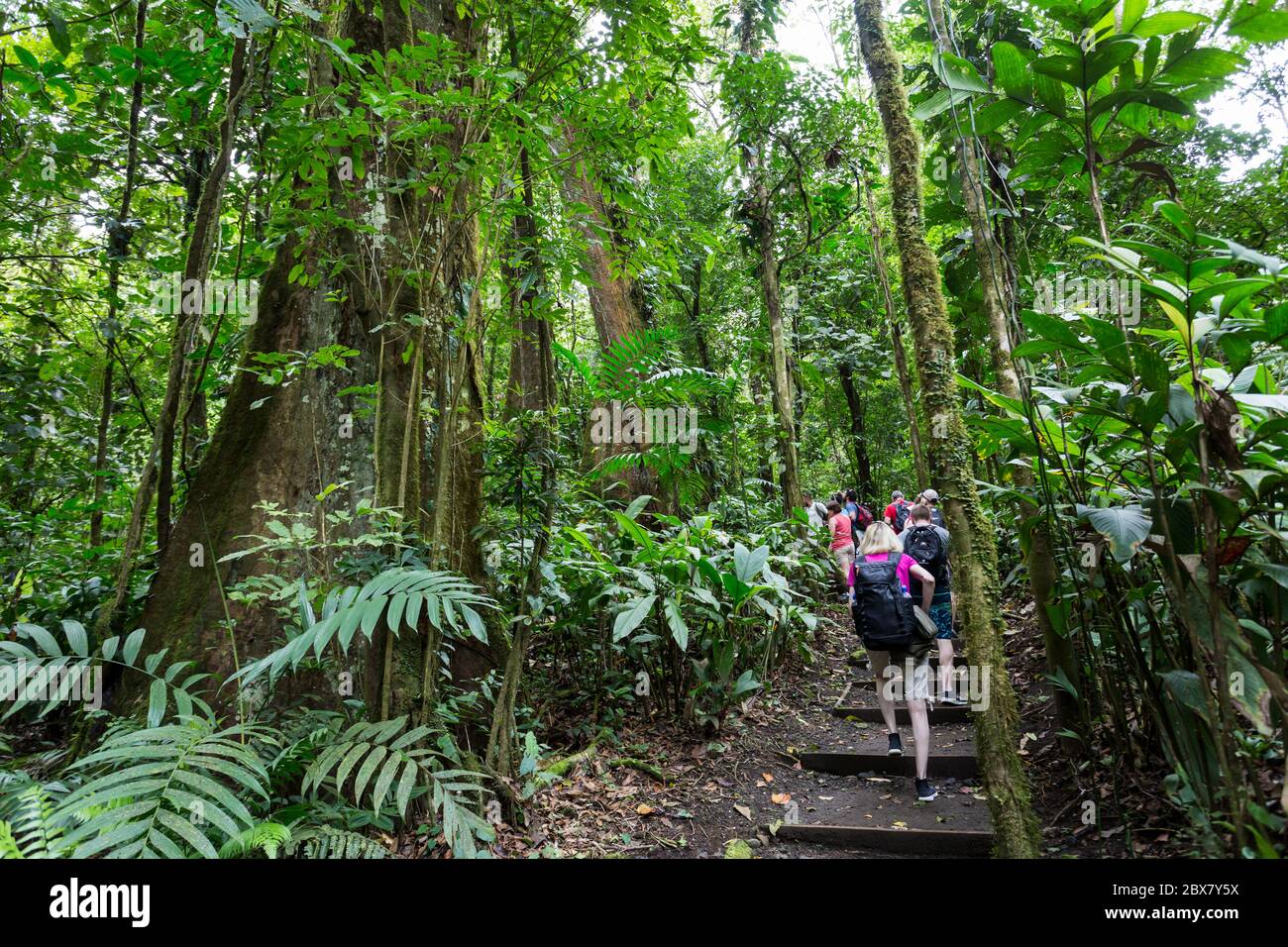 hikers in Sensoria, tropical rainforest reserve, Rincon de la Vieja, Provincia de Alajuela, Costa Rica Stock Photo