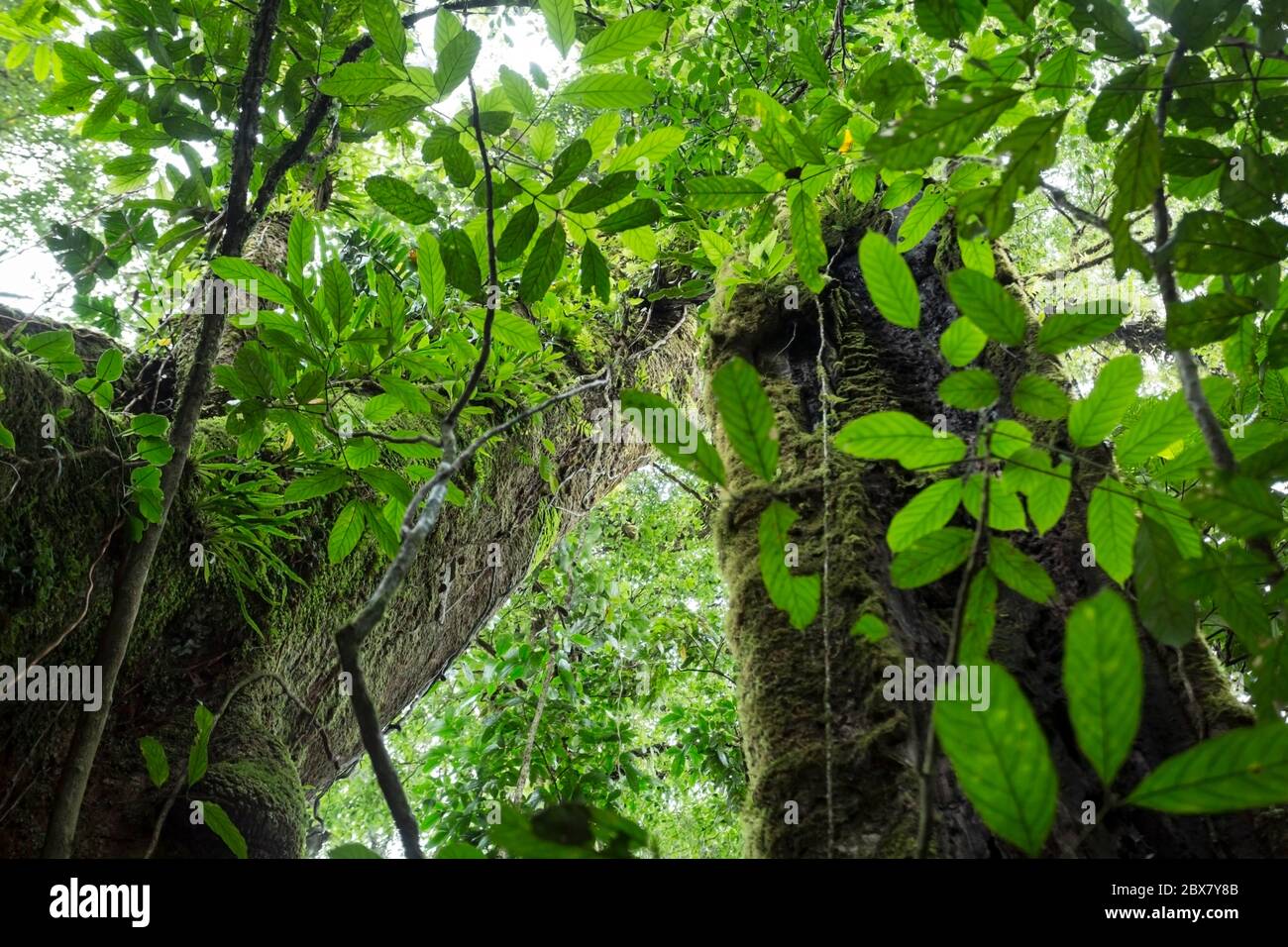 rainforest tree with vines competing for light, water and nitrogen, Sensoria, tropical rainforest reserve, Rincon de la Vieja, Provincia de Alajuela, Stock Photo