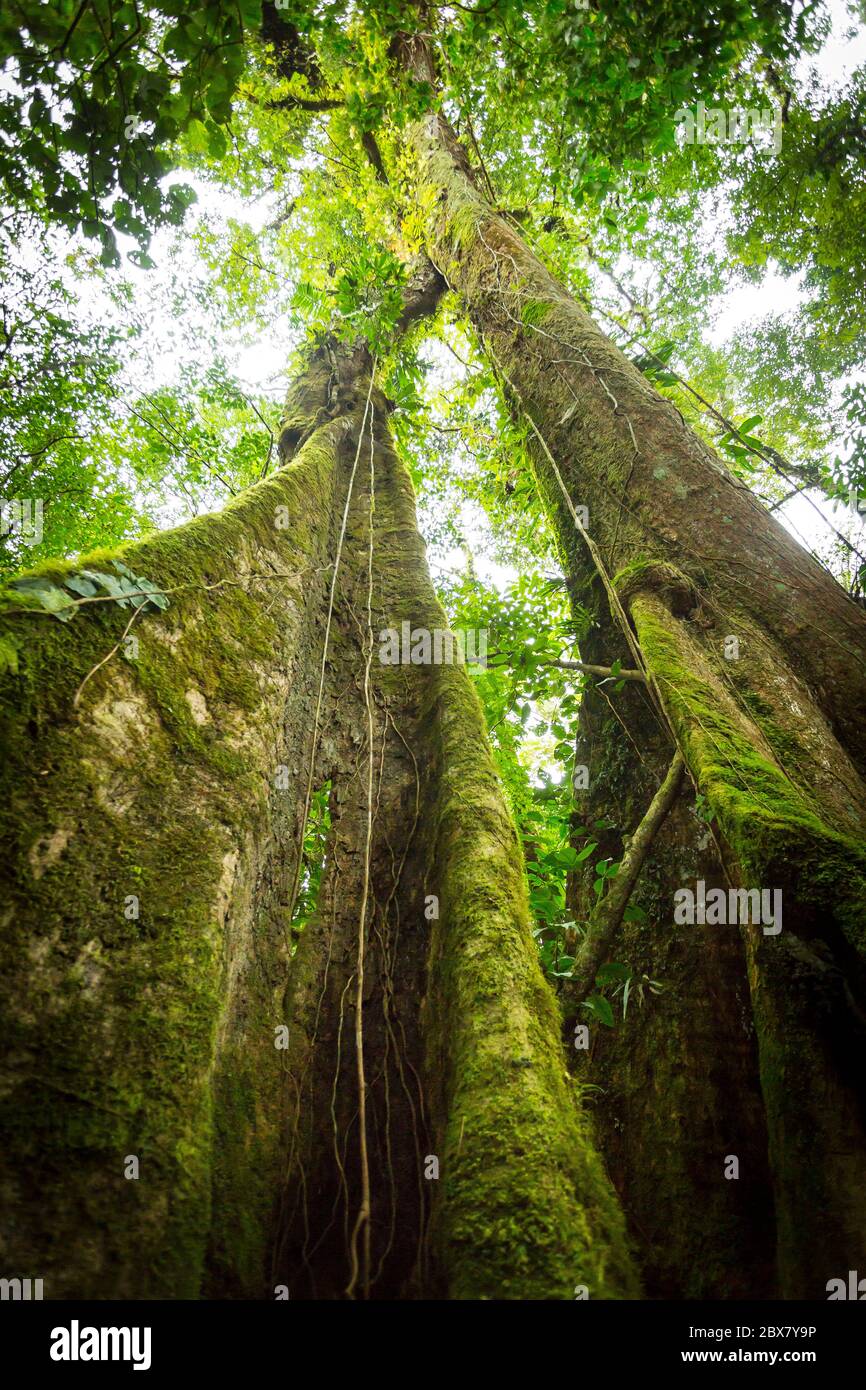 rainforest tree with vines competing for light, water and nitrogen, Sensoria,  tropical rainforest reserve, Rincon de la Vieja, Provincia de Alajuela, Stock Photo