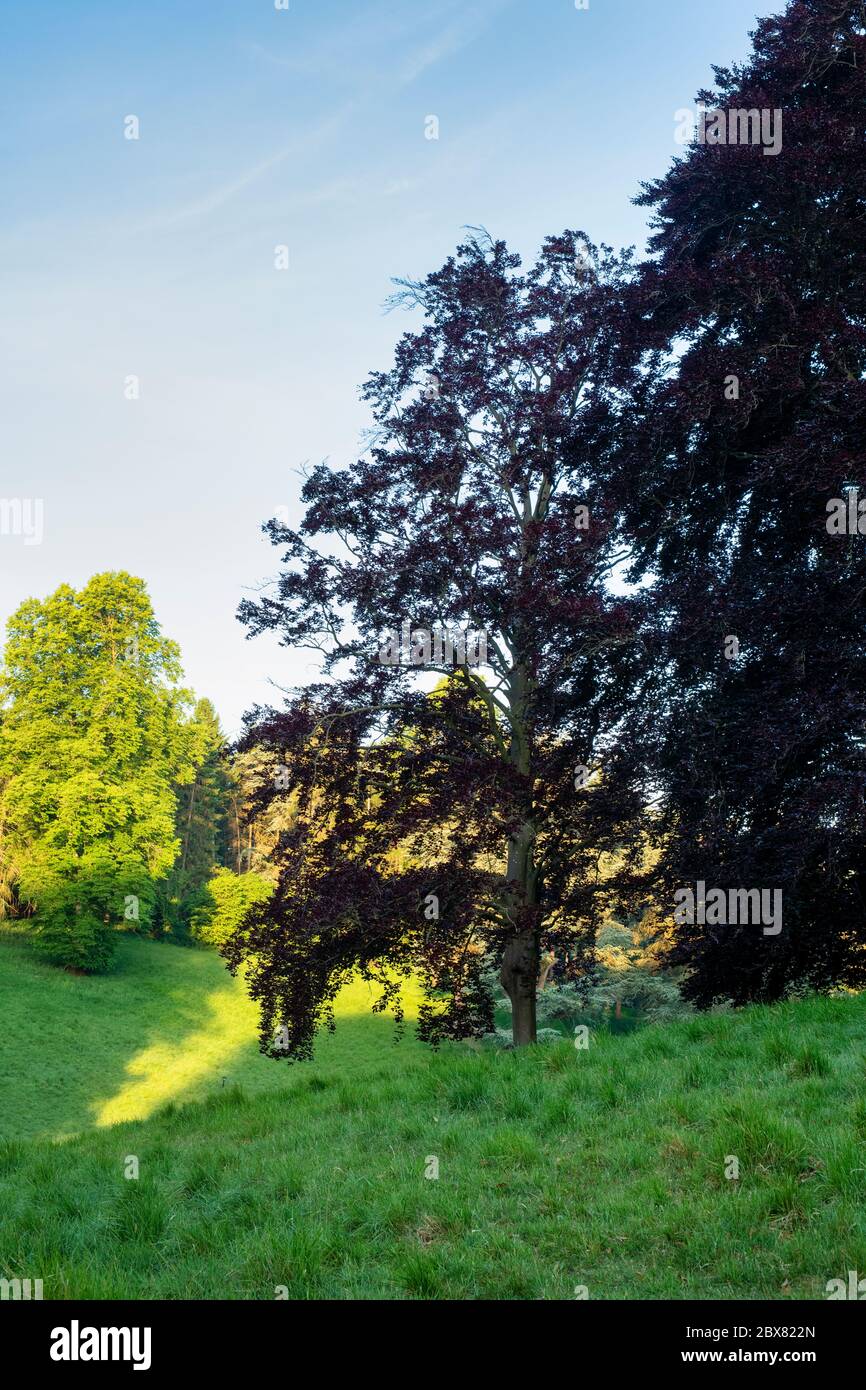 Copper beech trees in the early morning. Blenheim palace park