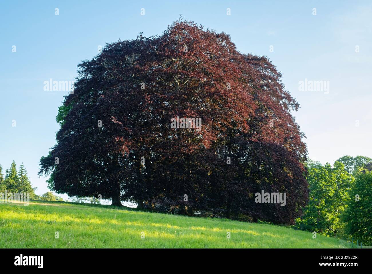 Copper beech trees in the early morning. Blenheim palace park