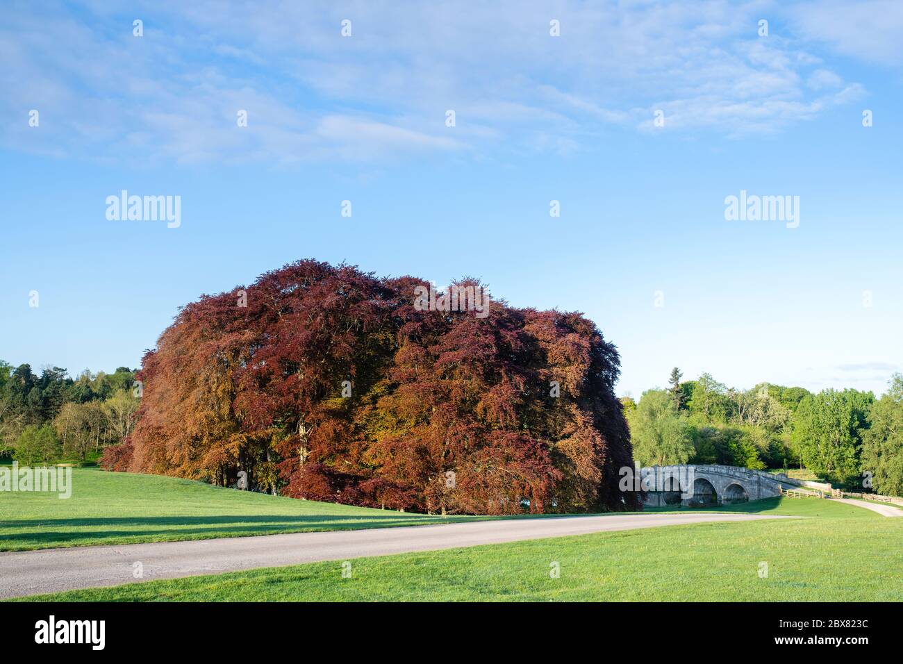 Copper beech trees and bridge in the early morning. Blenheim palace park, Woodstock, Oxfordshire, England Stock Photo