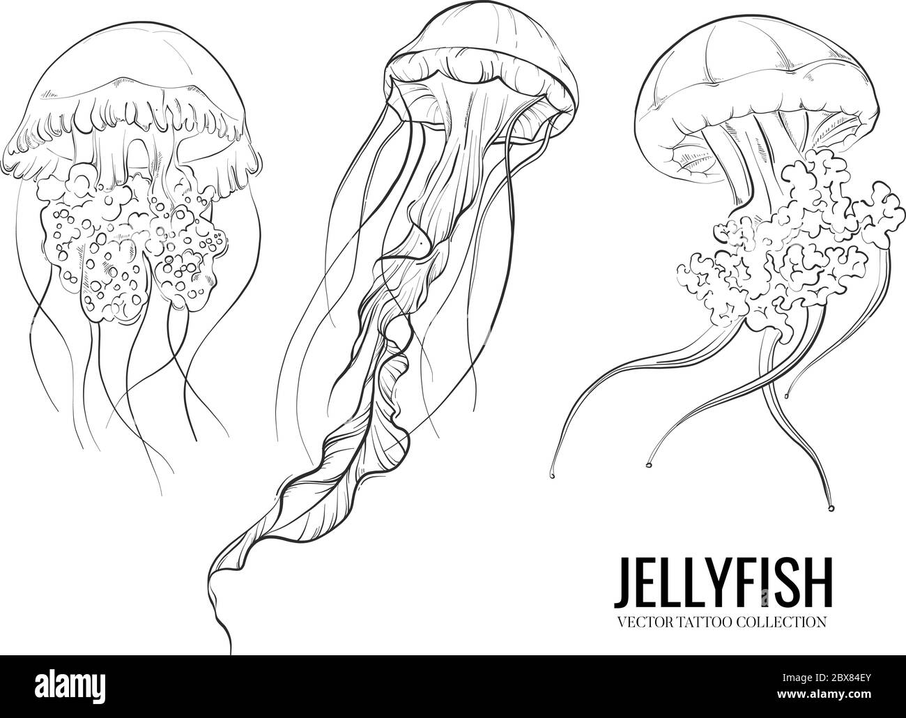Jellyfish Outline Hand Drawn Doodle Marine Sketch Underwater Jelly Fish Illustration Medusa Line Art Drawing Animal Tattoo Sketch Stock Vector Image Art Alamy
