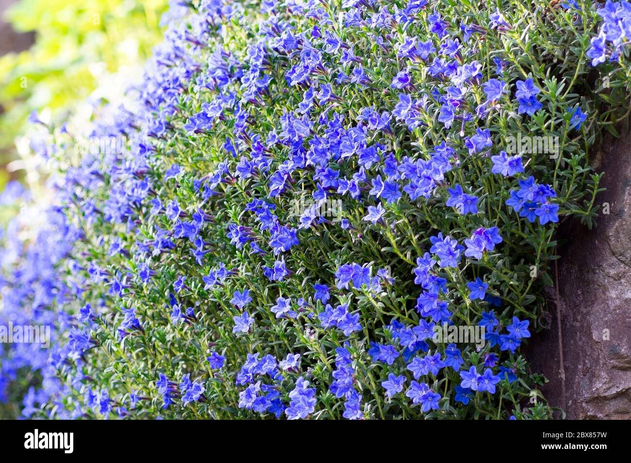 Lithodora plant with small bright blue flowers is covering the garden slope. Stock Photo
