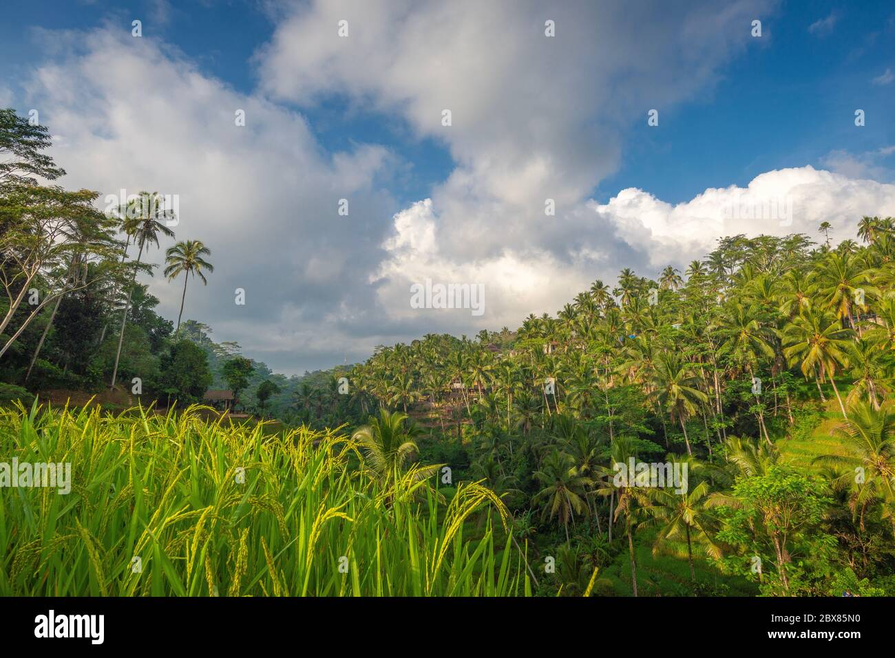 Tegalalang rice terraces, with beautiful early morning light and no people, Ubud, Bali, Indonesia Stock Photo