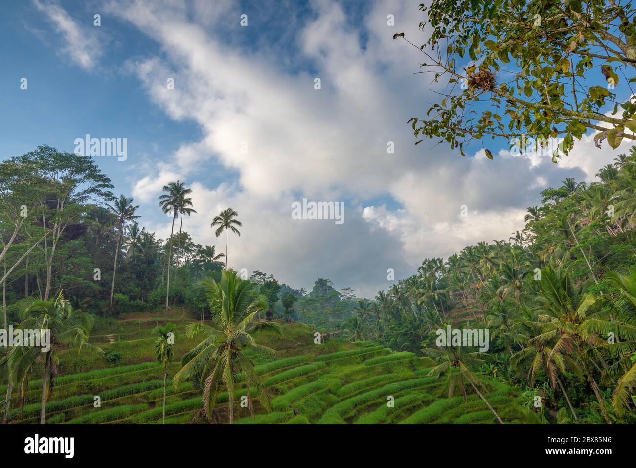 Tegalalang rice terraces, with beautiful early morning light and no people, Ubud, Bali, Indonesia Stock Photo