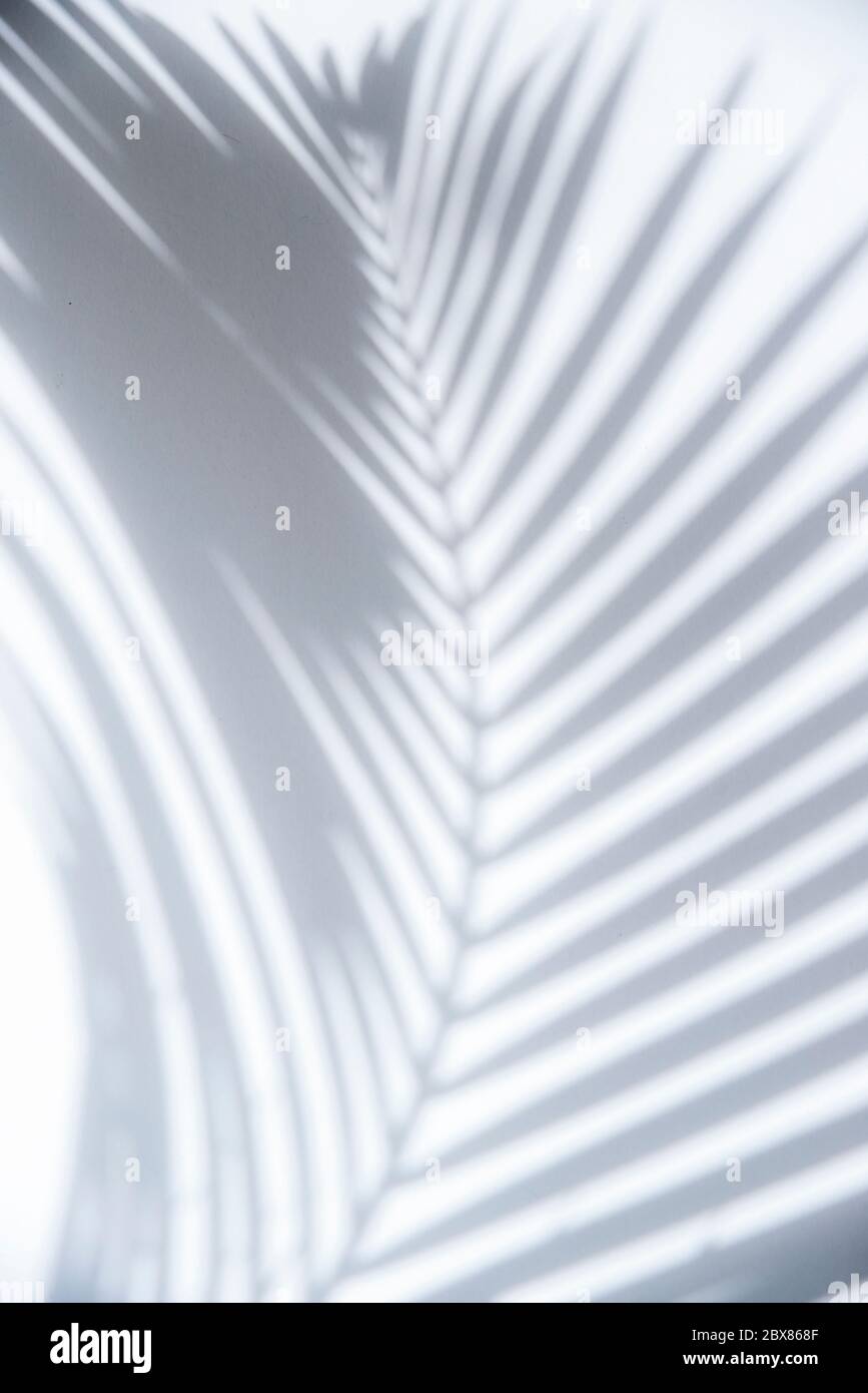 Shadow of palm tree leaf on white wall, abstract background Stock Photo ...