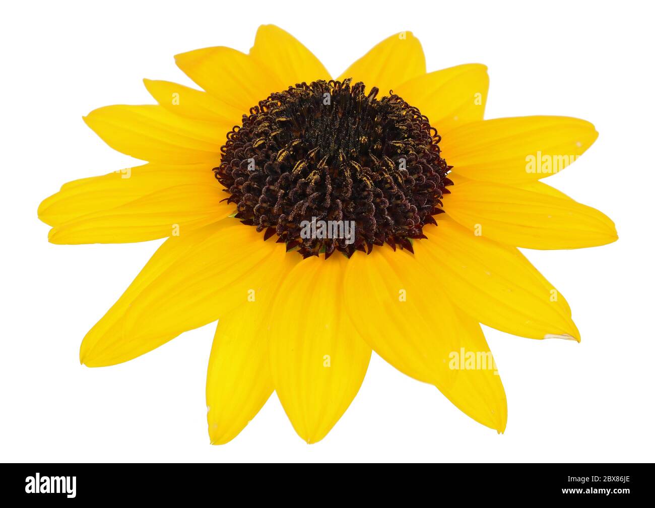 Yellow garden flower looks like a sunflower. Isolated on white macro