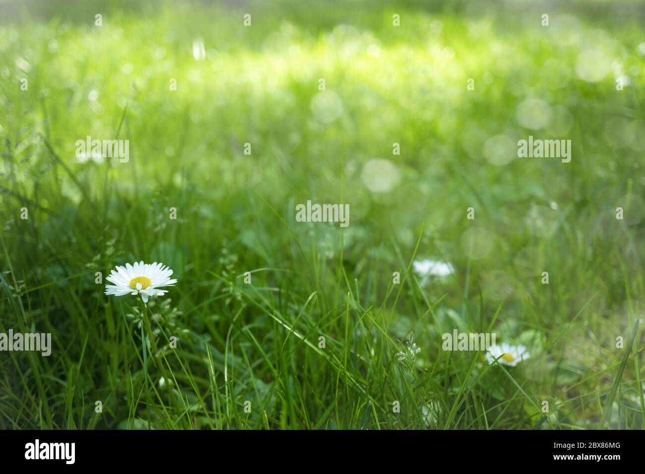 Lawn with bright green grass and white daisies in the sunlight. The background is blurry. Stock Photo