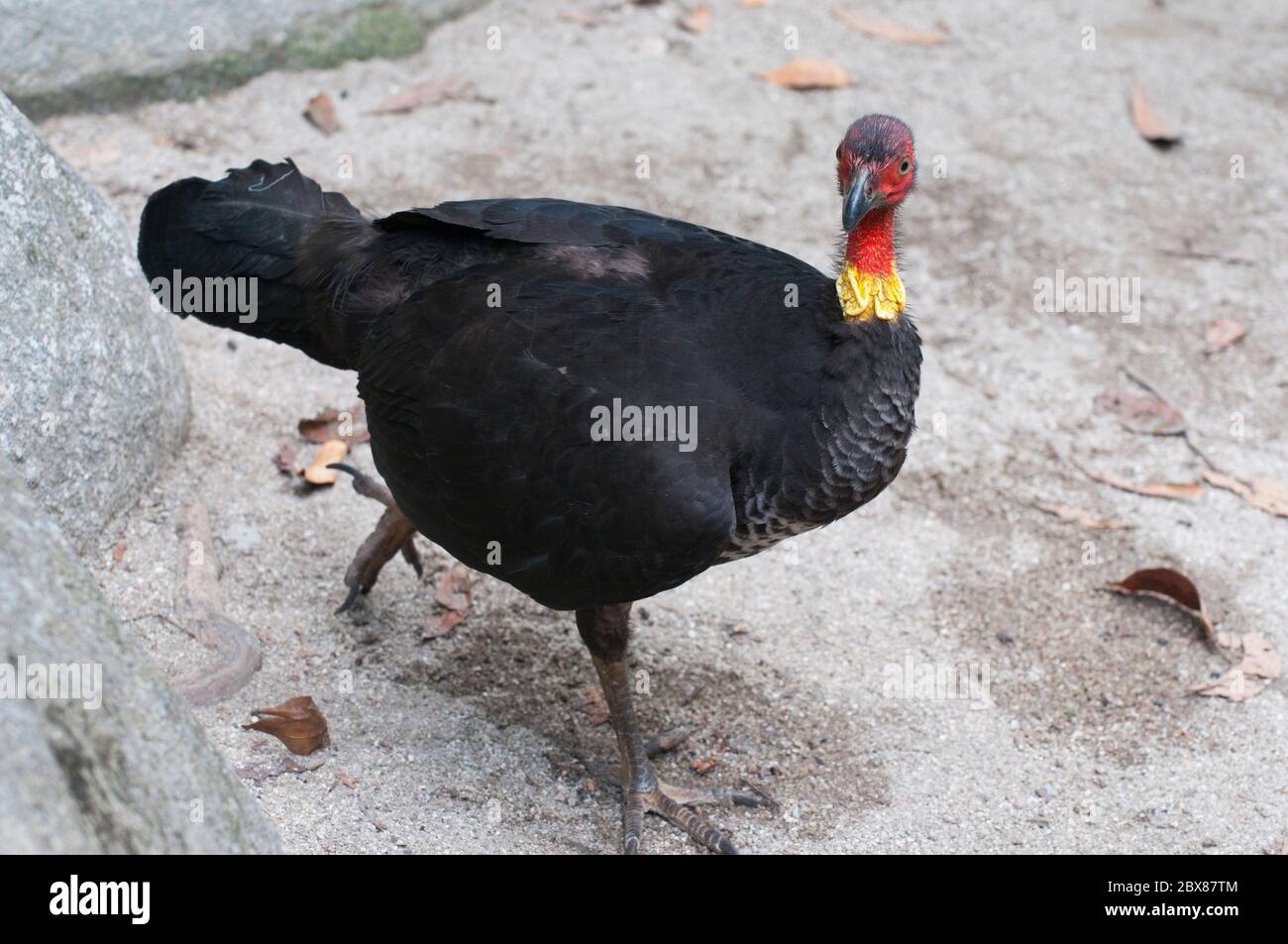 Scrub turkey (Alectura lathami), brush or bush turkey) at Mossman Gorge, North Queensland, Australia Stock Photo