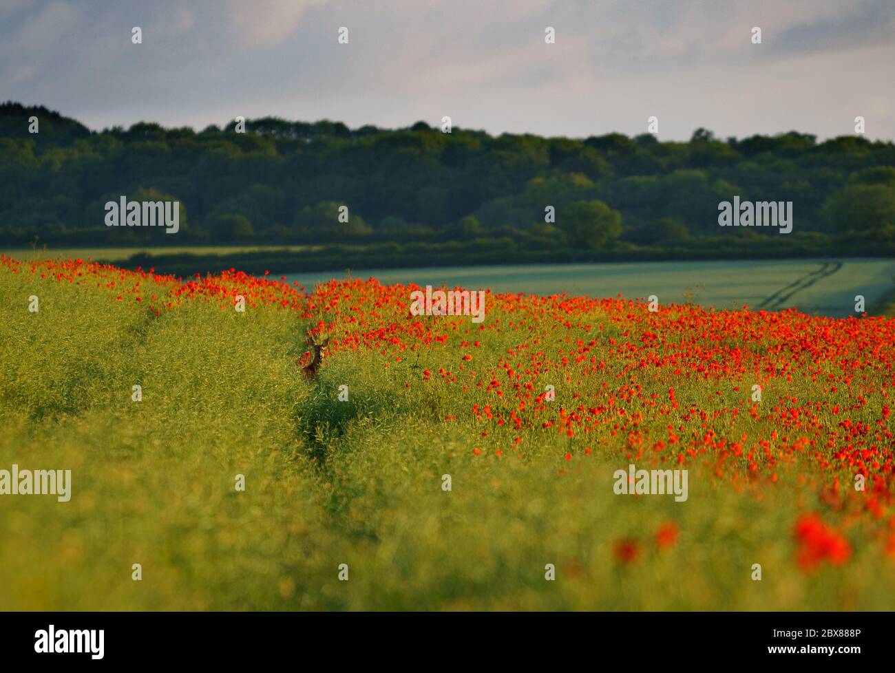 Dorchester, Dorset, UK. 6th June, 2020. UK Weather. A deer wanders through a poppy field as the sunrise shines golden light over the vibrant red poppies in West Dorset. Credit: DTNews/Alamy Live Stock Photo