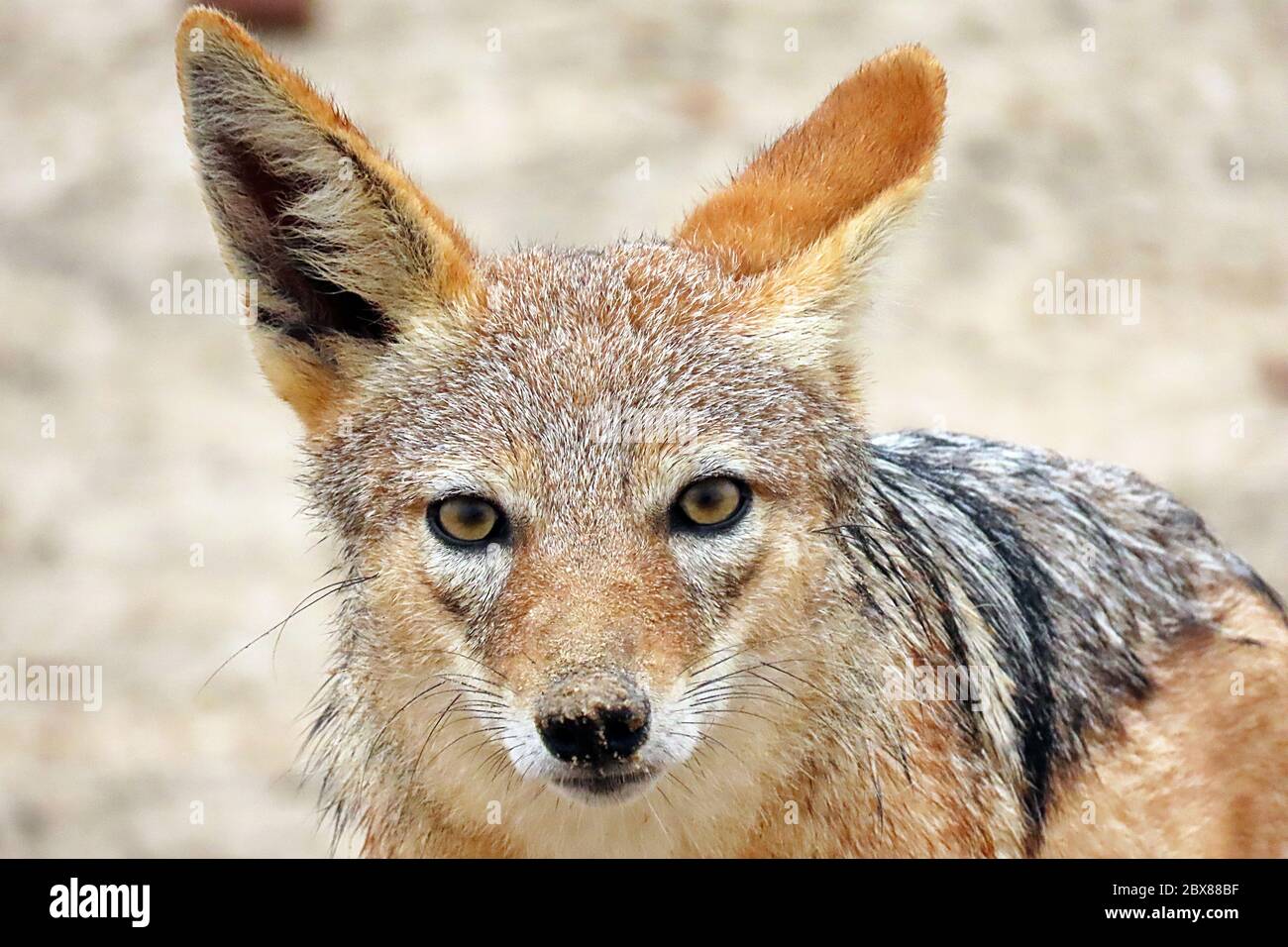 A Black-backed Jackal (Canis mesomelas) looking at the camera at the Cape Cross Seal Reserve on the Skeleton Coast, Namibia. Stock Photo