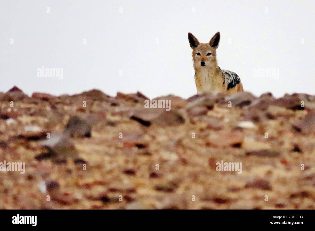 A Black-backed Jackal (Canis mesomelas) peering over rocks at the Cape Cross Seal Reserve on the Skeleton Coast, Namibia. Stock Photo