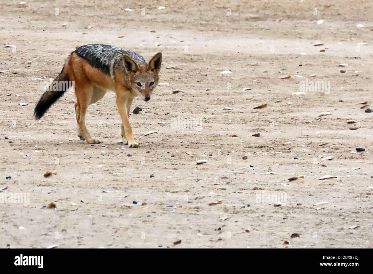 A Black-backed Jackal (Canis mesomelas) prowling across the desert at the Cape Cross Seal Reserve on the Skeleton Coast, Namibia. Stock Photo