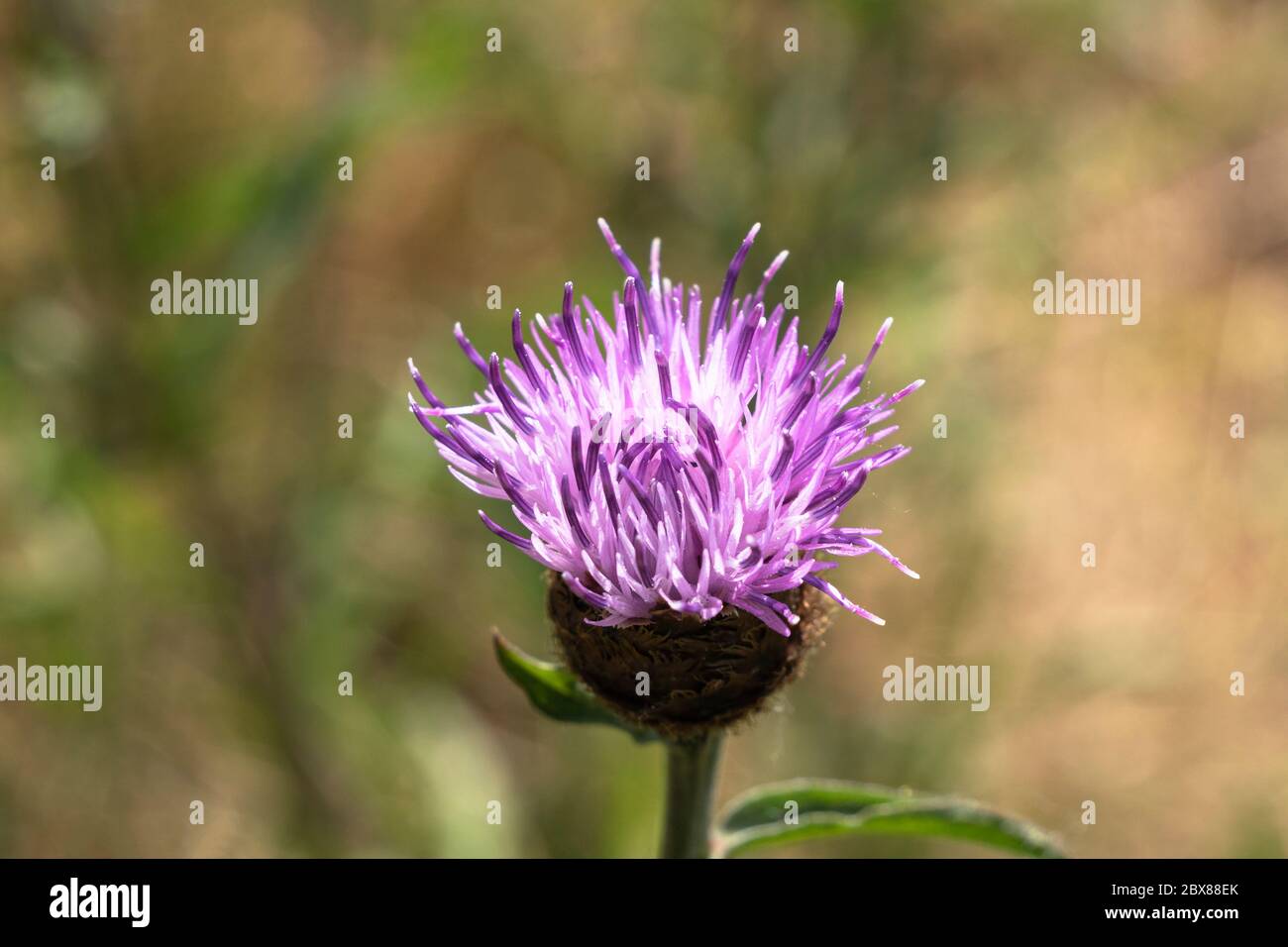 close up of the pink flower of the thistle Stock Photo