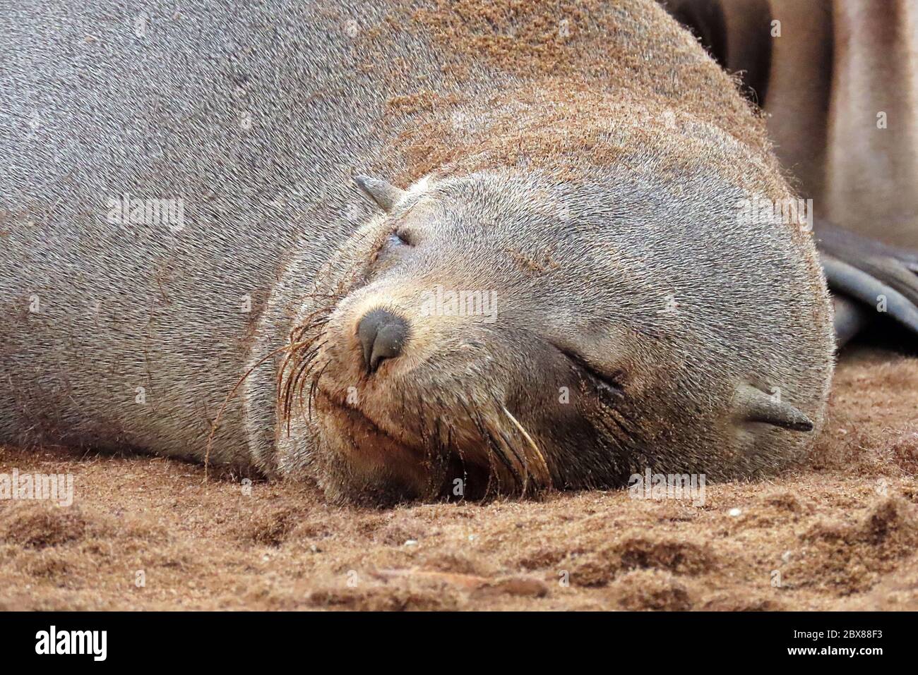 An adult female Cape Fur Seal (Arctocephalus pusillus) sleeping on the beach at the Cape Cross Seal Reserve, Erongo Region, Namibia. Stock Photo