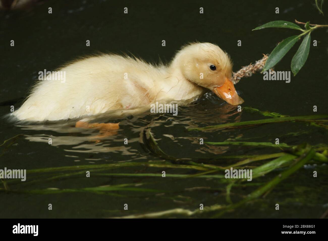 A cute wild yellow duckling swimming on a river in the UK Stock Photo ...