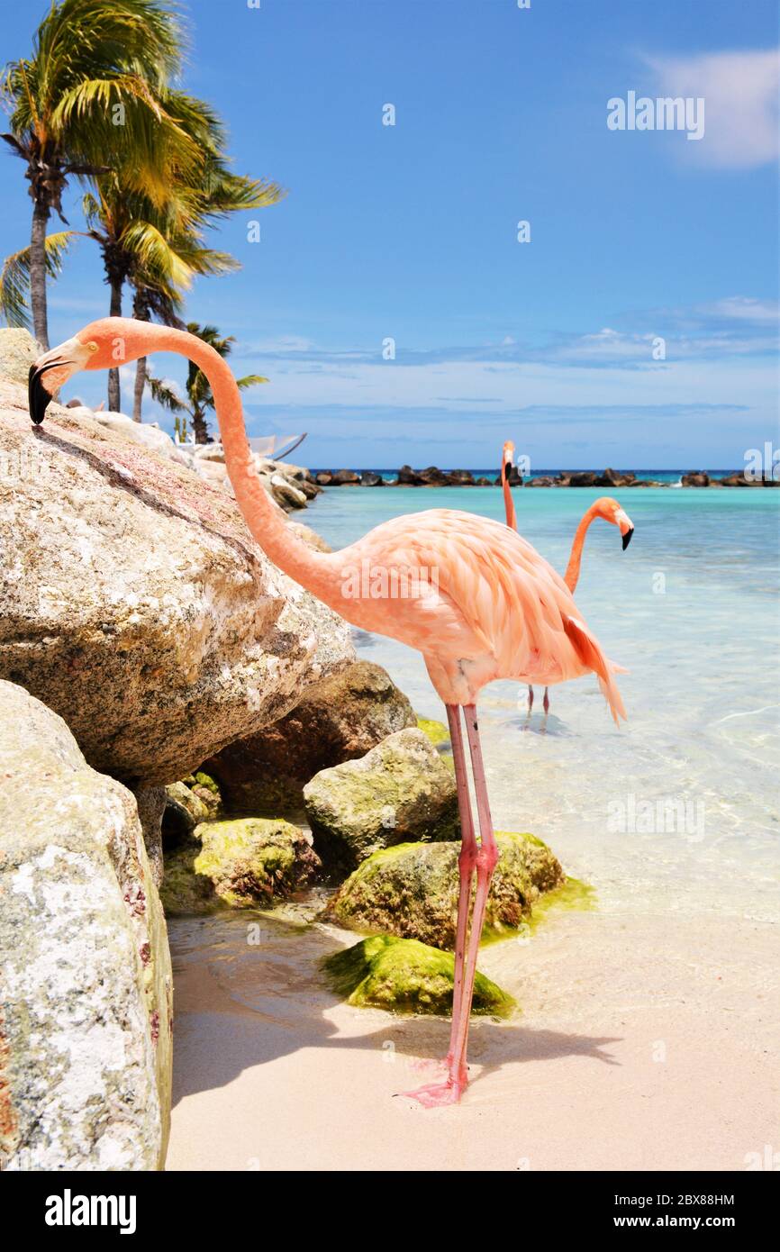 Flamingo Beach Aruba Stock Photo - Alamy