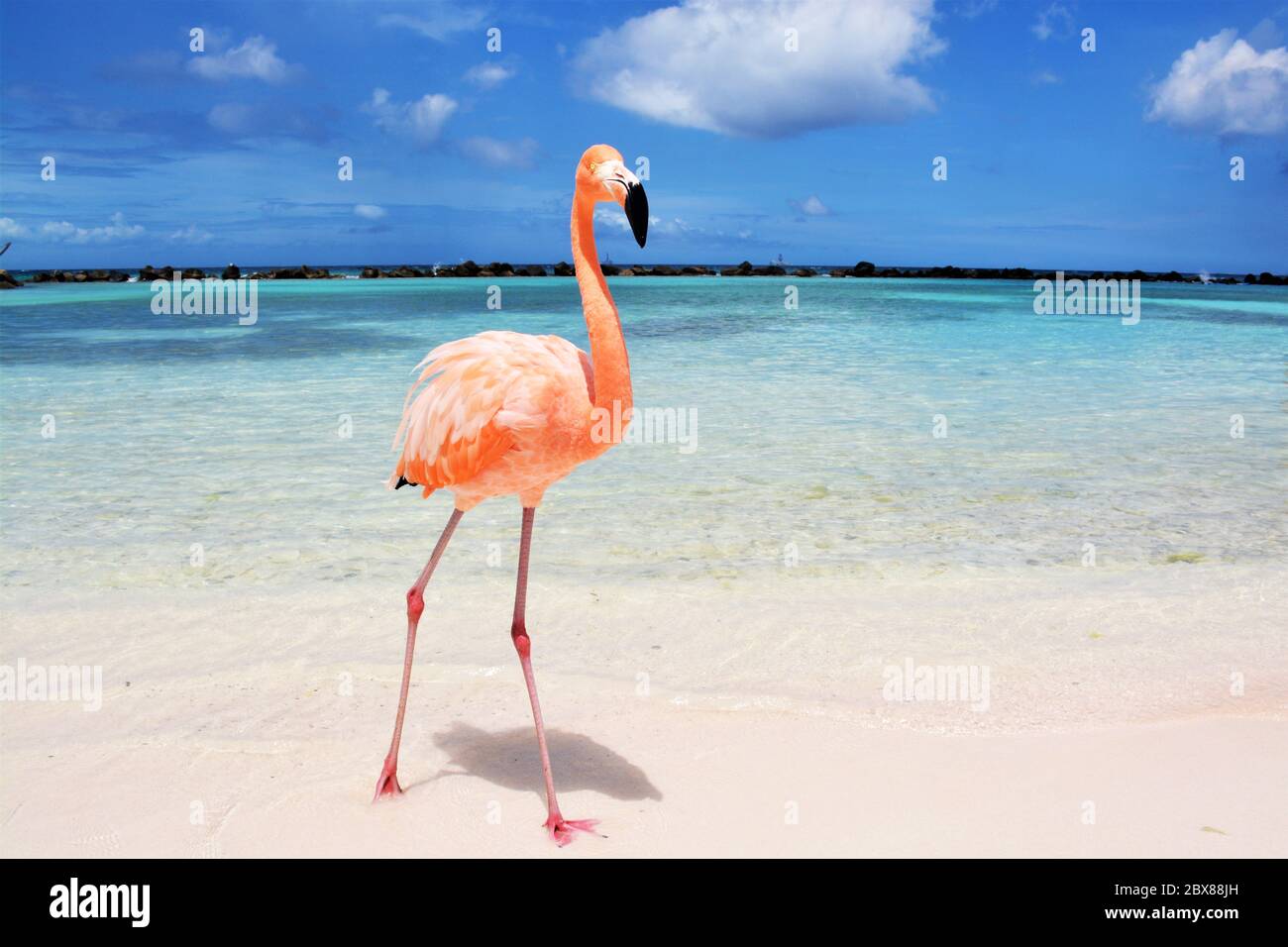 Flamingo Beach Aruba Stock Photo - Alamy
