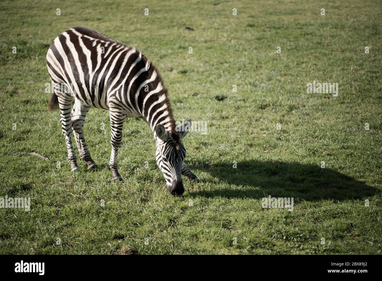 Baby Zebra Foal eating grass in a wildlife park (Equus quagga) Stock Photo