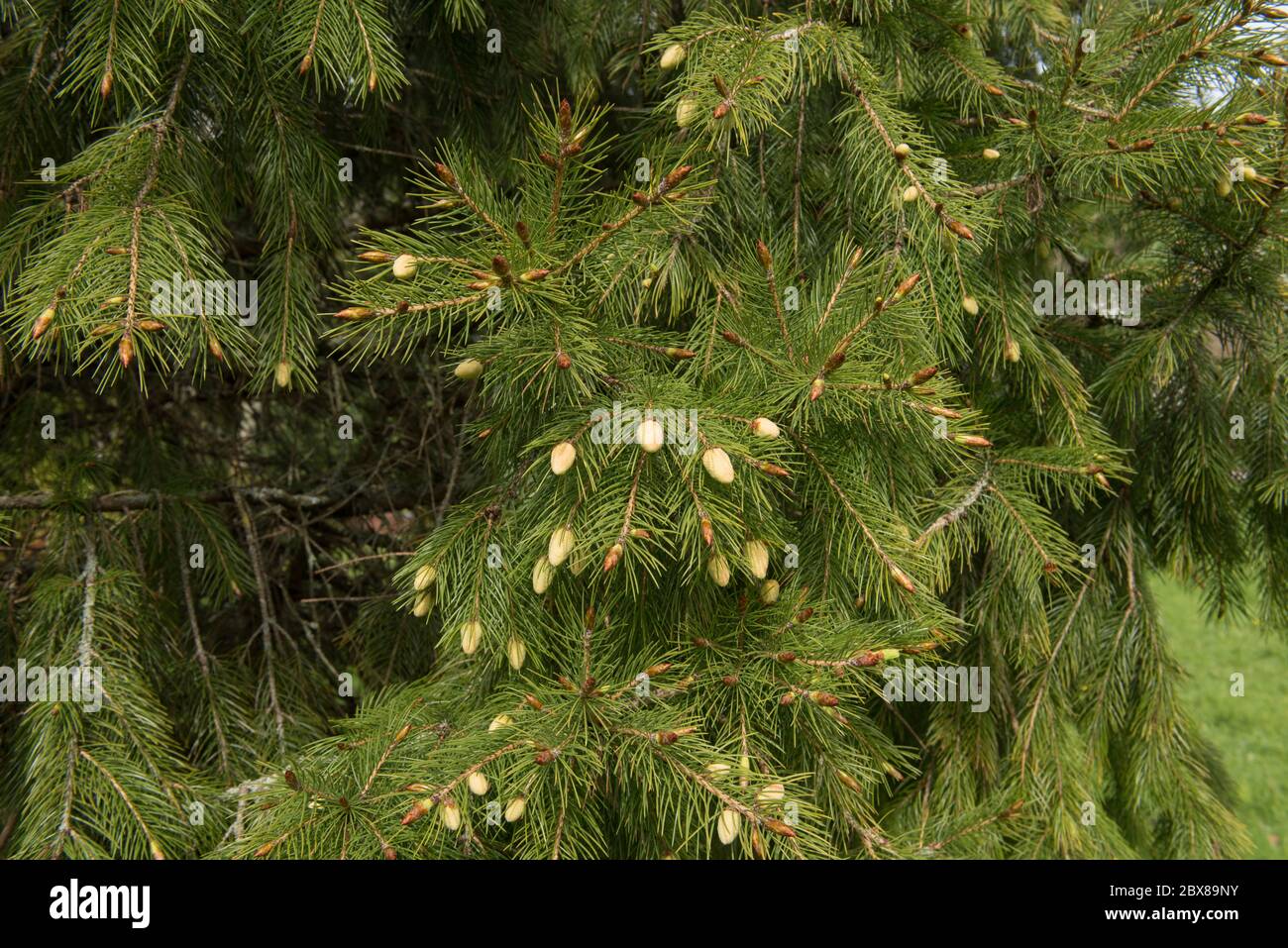 New Spring Growth on a Morinda or West Himalayan Spruce Tree (Picea smithiana) in a Garden in Rural Devon, England, UK Stock Photo