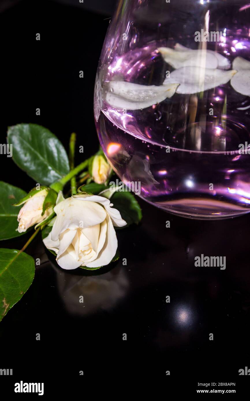 A white rose bud, starting to open, with a pink Gin and Tonic, on a black background Stock Photo