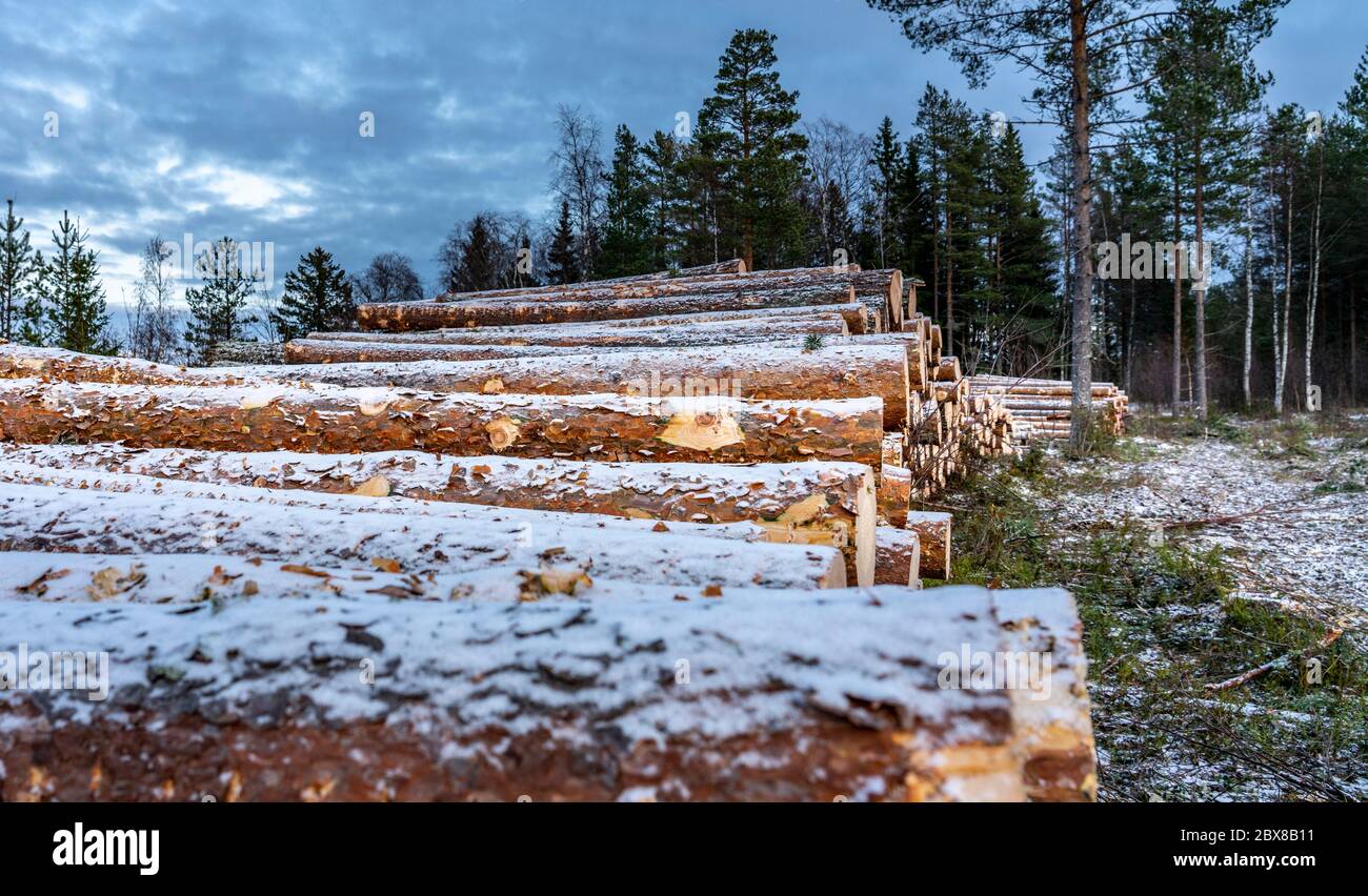 Side view of commercial timber, pine tree logs after clear cut of forest in Northern Sweden. Little snow cover trunks, cloudy winter day. Lappland, Sc Stock Photo