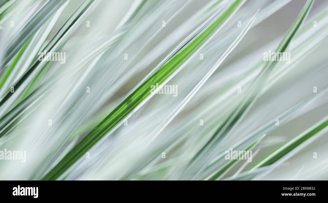 Decorative green and white striped grass.  Arrhenatherum elatius bulbosum variegatum. Soft focus. Natural background. Stock Photo