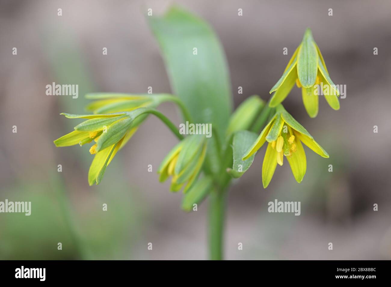 Gagea lutea, known as the Yellow Star of Bethlehem, wild flower from Finland Stock Photo