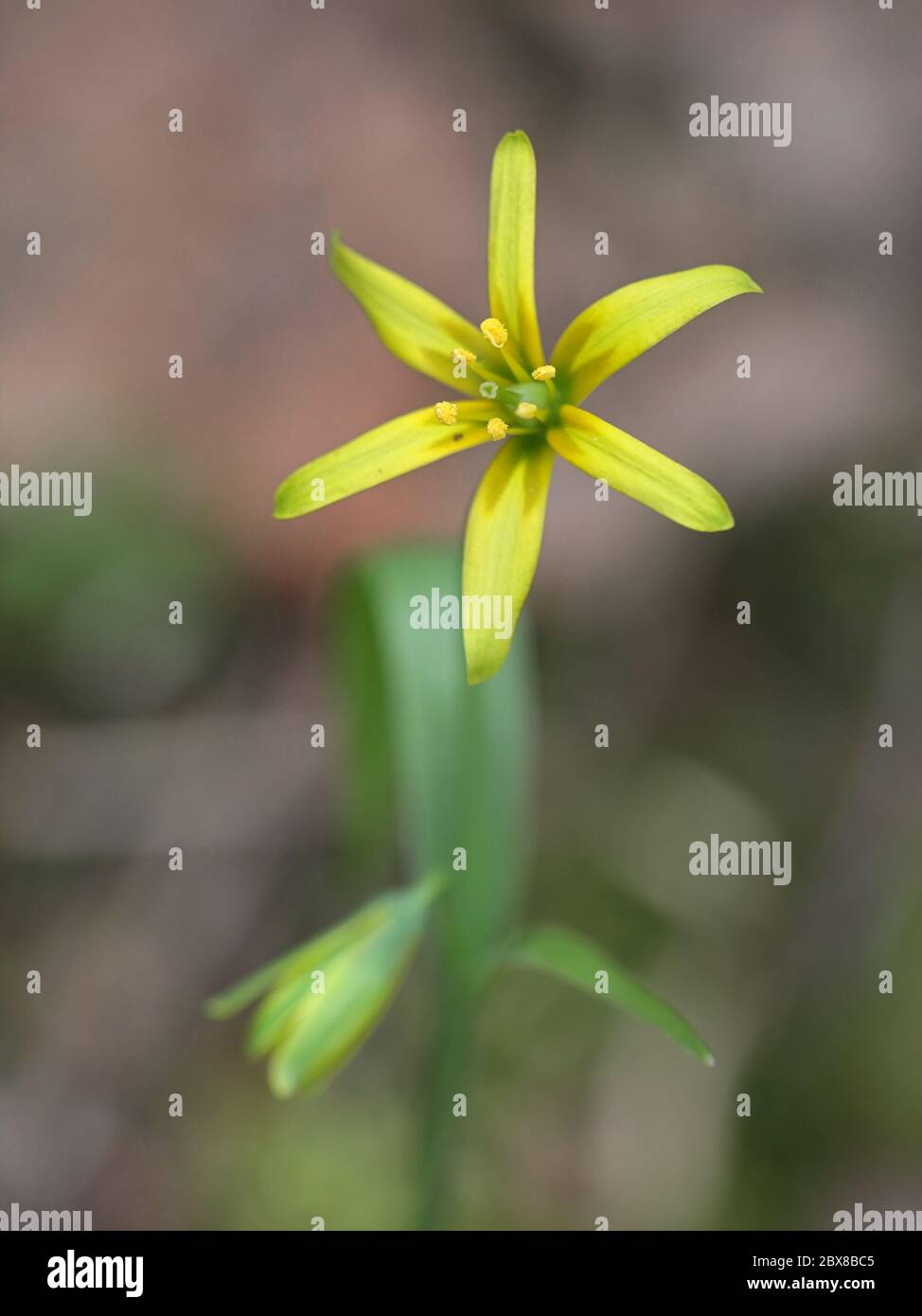 Gagea lutea, known as the Yellow Star of Bethlehem, wild flower from Finland Stock Photo